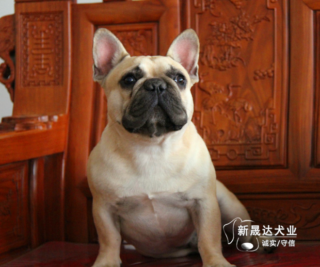 纯种法国斗牛犬狗狗配种服务,专业犬舍纯血统法牛法斗种公