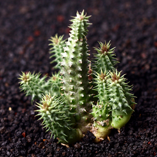 牛角 多肉植物多肉仙人掌仙人球仙人掌组合盆栽绿植防辐射萌肉肉