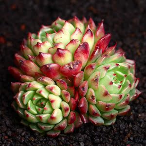  span class=h>王妃 /span>美尼多肉植物进口韩国群生多头防辐射室内