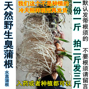 野生新鲜水菖蒲老根泥菖莆臭蒲根水菖蒲草根水剑草中药材一斤包邮
