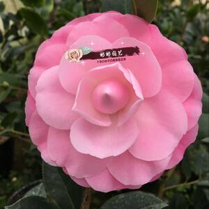 菲利克斯  span class=h>桃花 /span>公主大型怒杂茶花品种名贵茶花苗