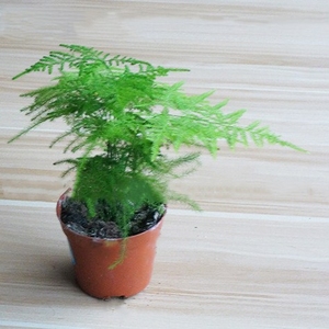 文竹办公室盆栽植物图片