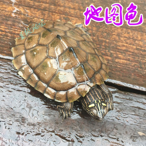 【地图龟活体包邮】_地图龟活体包邮品牌\/图片