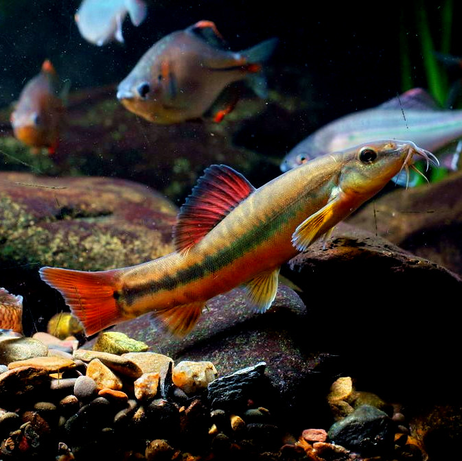 搜索"原生"的宝贝结果页 - 第3页 - 白菜优选