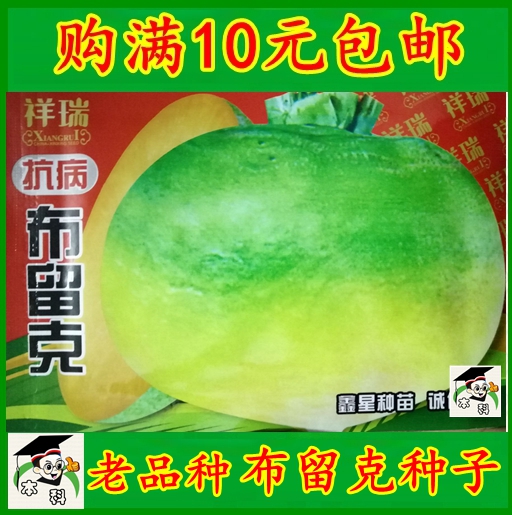 东北老品种 布留克种子 秋播露天卜留克恰玛古圆蔓菁种子芜菁包邮