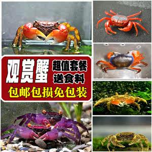 相手蟹 相守蟹观赏蟹活体淡水螃蟹活体宠物桌