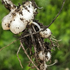 东北野生小根蒜种子 大脑瓜 野葱野蒜种子 绿色山 span class=h>野菜 