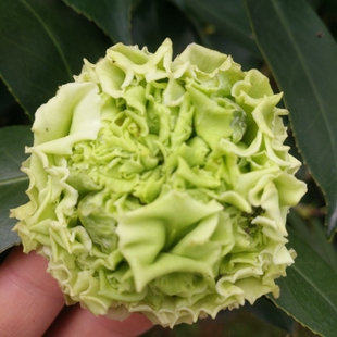 名贵品种茶花-绿可娜绿云茶花盆栽-开绿色的茶花好养耐寒四季常青