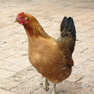土鸡农家散养正宗河北老母鸡3年草鸡月子鸡现宰鲜鸡肉2只顺丰包邮