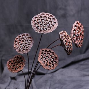天然干带籽莲蓬铁杆干枝干花荷花干花真花干花供佛花客厅干花落地
