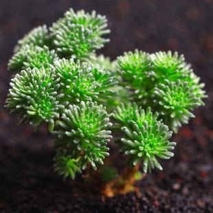 球松多肉植物多肉淨化空氣辦公桌組合超萌綠植創意花卉盆栽吸甲醛