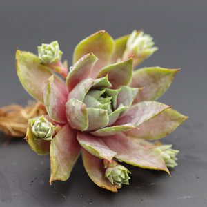 [胡子哥]  span class=h>多肉植物 /span> 红勋花 长生草自家露养繁殖