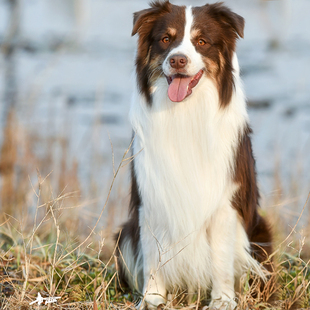 【忘忧岛边境奇缘】超级高贵的的咖啡三色边境牧羊犬种公犬 dk