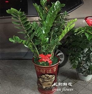 绿植送货上门