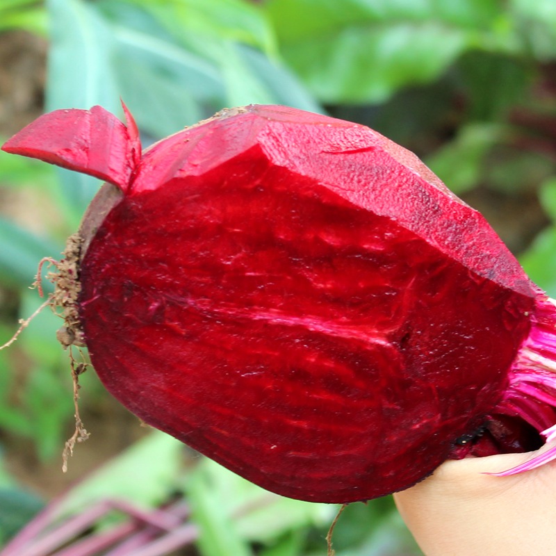 甜菜根 5斤装 紫甜菜头 红菜头 新鲜蔬菜 野菜秋葵 农产品 根甜菜