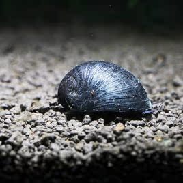 黑金刚螺除藻螺草缸螺鲷缸螺清缸螺吃残食混养军帽螺观赏螺汽水螺