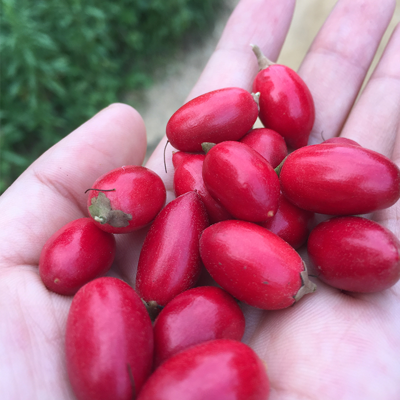 100g神秘果鲜果 神奇果实西非变味果加纳刚果国宝级水果蜜拉圣果