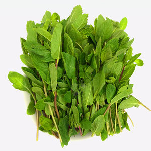 香料薄荷图片