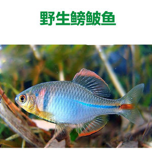 旁皮魚 鰟鮍魚 鰟鮍活體觀賞魚 span class=h>冷水魚 /span> 原生魚除