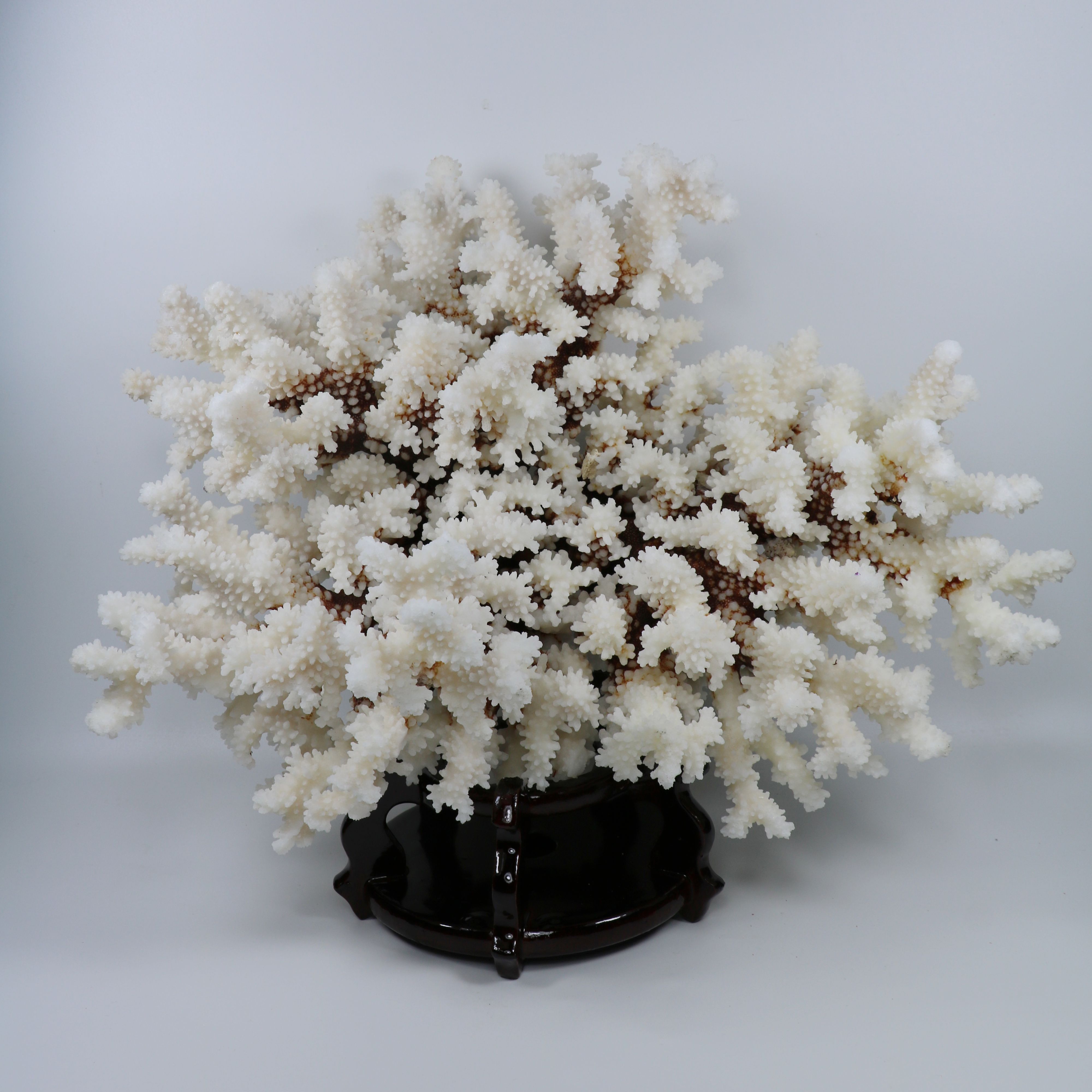 天然白珊瑚石摆件大 鱼缸造景珊瑚树珊瑚骨样板房家居装饰工艺品