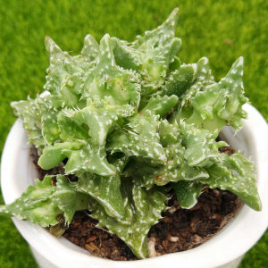 特价新奇植物 span class=h>狂澜 /span>怒涛 span class=h>多肉植物 