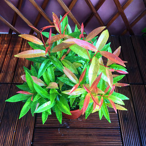 红车盆栽 红车 span class=h>红枫 /span>南天竹花卉绿植盆栽红枝蒲桃