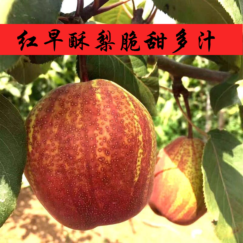 红早酥梨图片,白底,采摘(第2页)_大山谷图库