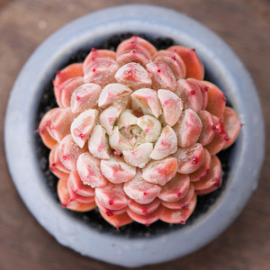 墨莲多肉植物图片