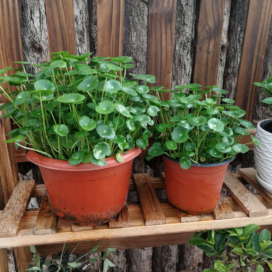 铜钱草 室内 盆栽植物大叶金钱草招财办公室土养水养净化空气包邮