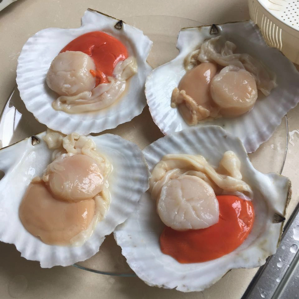 大号新鲜全壳扇贝日月贝10个/组1.3kg&plusmn;出口日本 有膏虾夷贝