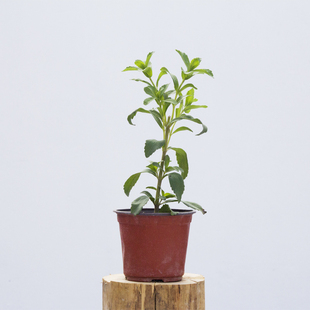 甜菊苗 甜叶菊幼苗 stevia 糖草 小苗香草香辛料花卉盆栽绿植花草