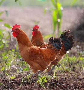 散养小公鸡 3月龄小公鸡 2只特别优惠价格 江浙沪顺丰