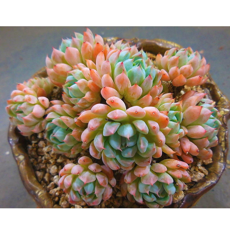 多肉植物白线粉魔爪 满五十包邮