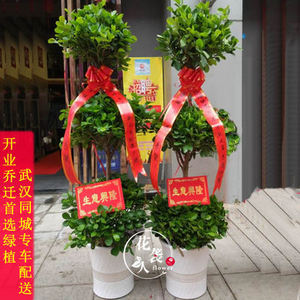 武汉开业发财树室内盆栽摇钱树大型绿植客厅办公室乔迁植物花卉