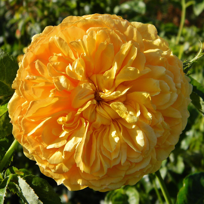 经典欧月爬藤月季花苗 利亚图图leah tutu 花期长 金黄色花