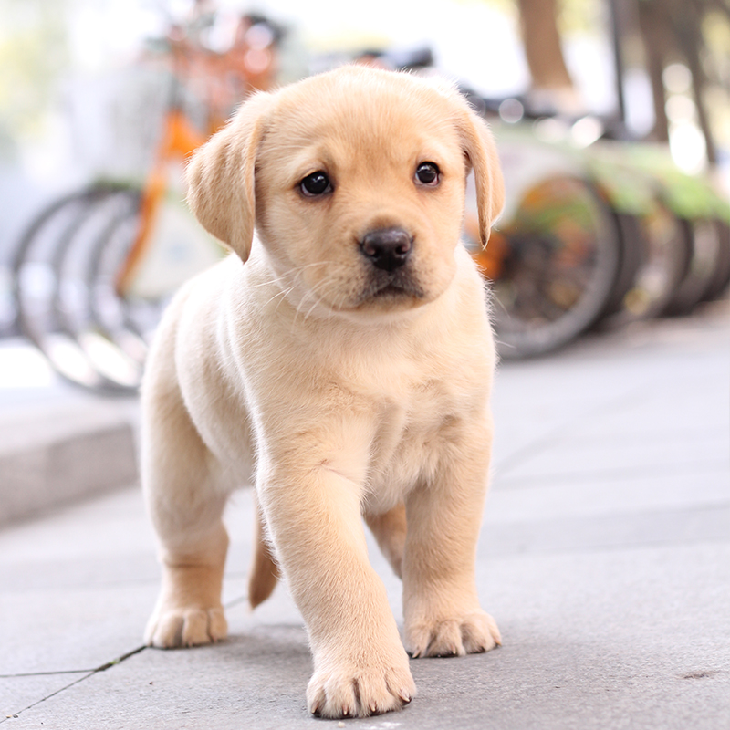 纯种拉布拉多幼犬 导盲犬 拉布拉多赛级品质神犬小七活体宠物狗狗