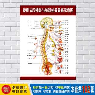 脊柱節段神經與臟器相關關係示意圖醫學掛圖 脊柱相關疾病示意圖