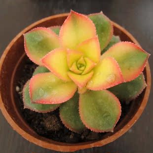 艳日辉 灿烂景天科莲花掌属 新生多肉馆