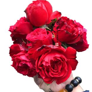 欧月茶花女月季花经典品种直立性强灌木月季多季节开花抗病性强