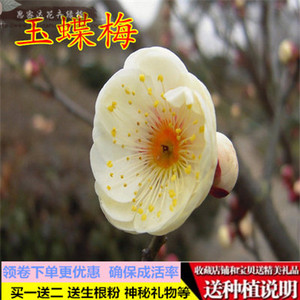 梅花苗【玉蝶】盆栽盆景室内庭院耐寒观花植物腊梅红梅榆叶梅树苗