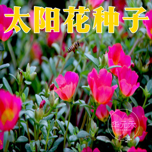 重瓣混色太阳花种子死不了松叶牡丹花草种子室内阳台盆栽四季种子