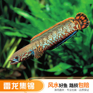 小龙鱼活体七彩图片