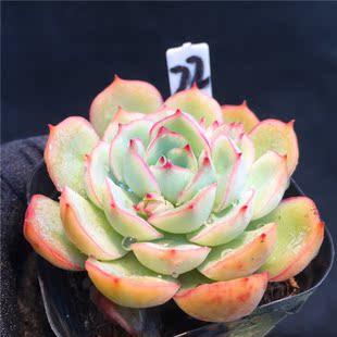 达摩女神 多肉 多肉植物 一物一拍 【rose多肉】a278