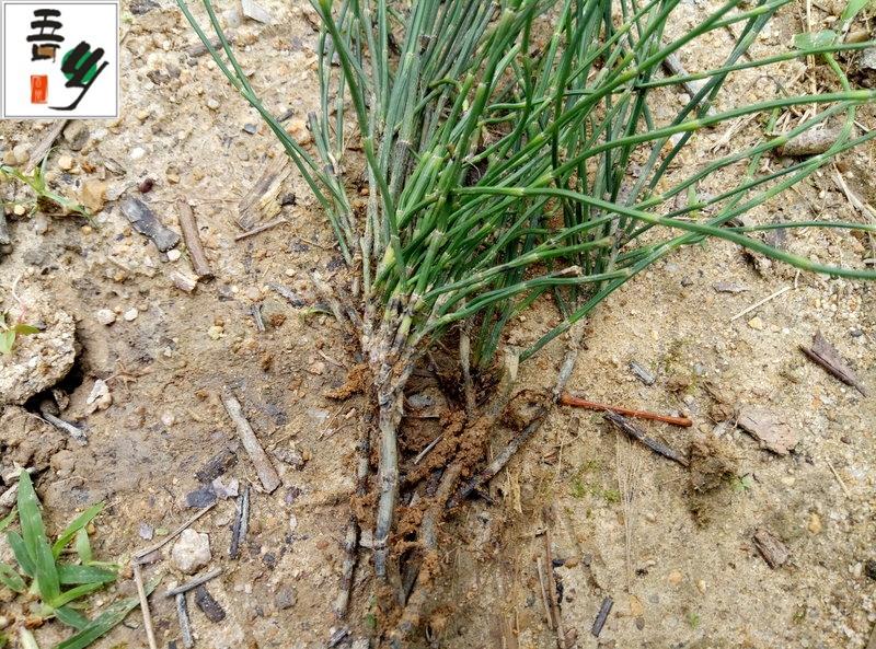 野生节节草苗 木贼草苗 盆栽 奇花异草 观赏观茎研究15棵包邮