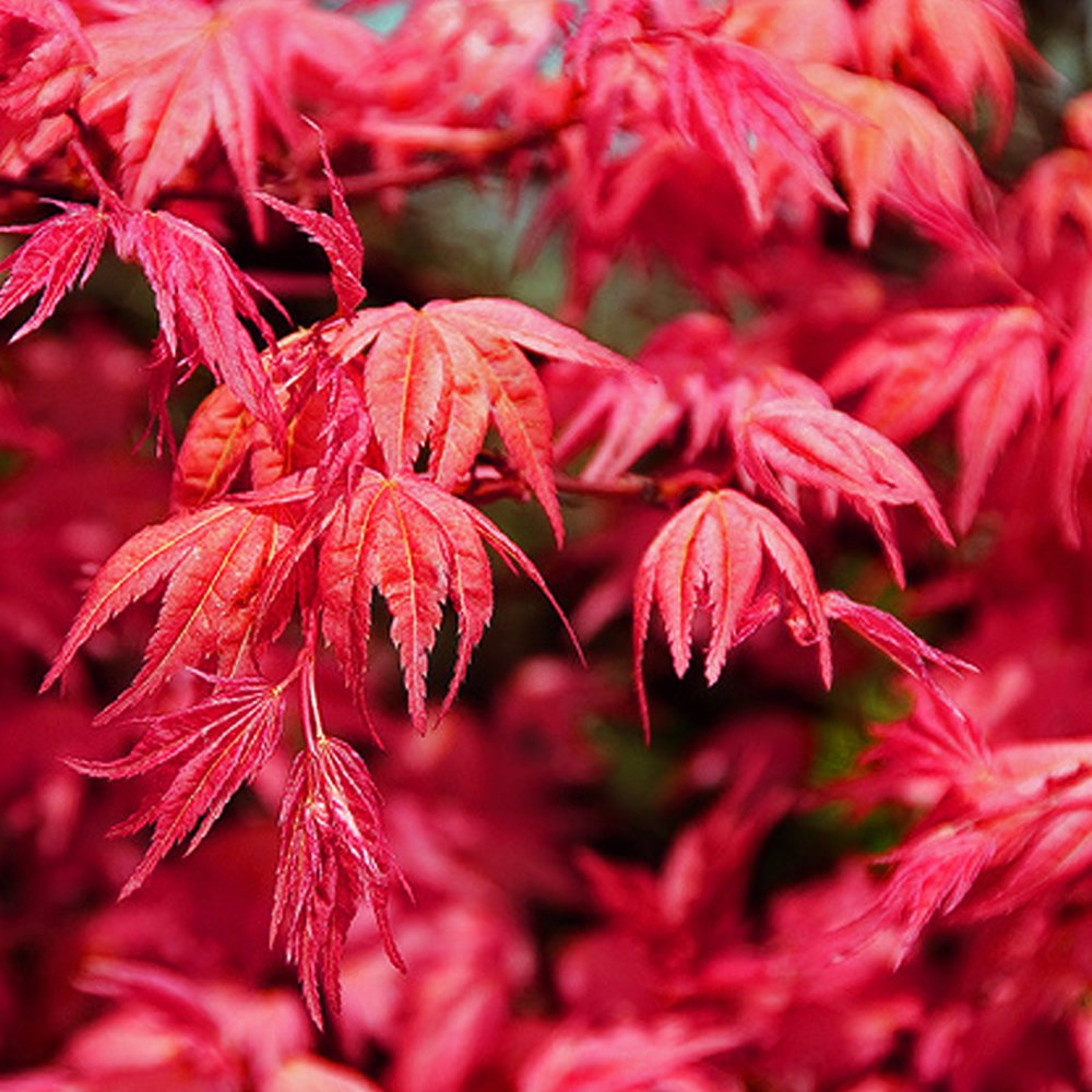 綠園美植 紅楓紅舞姬(1加侖3年苗40cm定杆多分枝)