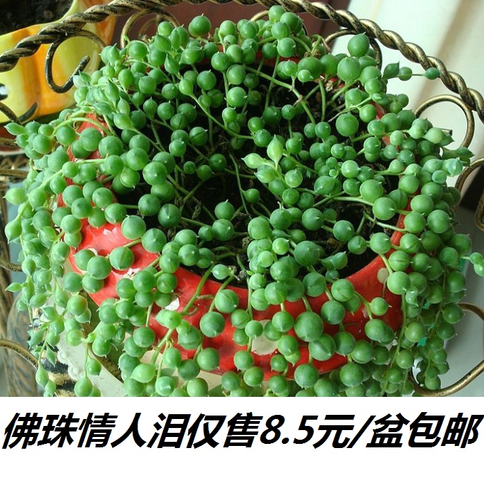 佛珠情人泪珍珠吊兰盆栽花卉室内观花绿色植物多肉肉植物组合盆栽
