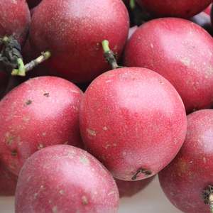 广西新鲜白香果果 span class=h>酱 /span>现摘特级 span class=h>百