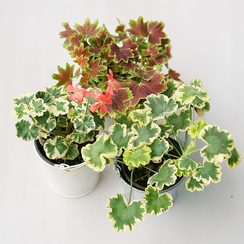 枫叶天竺葵doroq多洛库百年温哥华银边天竺葵耐旱盆栽苗花卉
