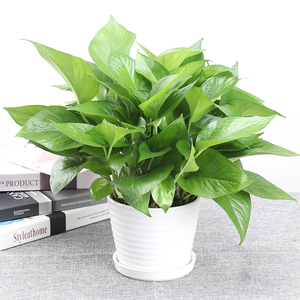 绿箩(绿萝几天浇一次水最合适) - 0415花卉网