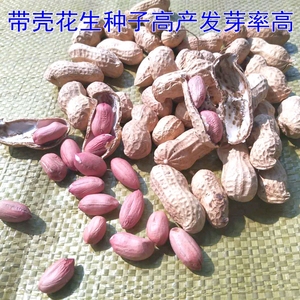 开封沙地带壳高产花生种子 span class=h>鲁花 /span>一号11号花豫25